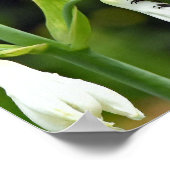 ハミングバード ポスター (角)