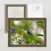 ハミングバード ポストカード (正面/裏面)