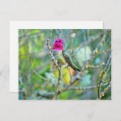 ハミングバード ポストカード (正面/裏面)