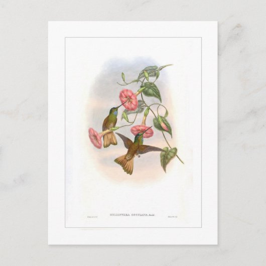 ハミングバード ポストカード (正面)