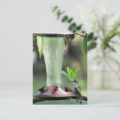 ハミングバード ポストカード (スタンド正面)