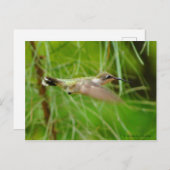 ハミングバード ポストカード (正面/裏面)