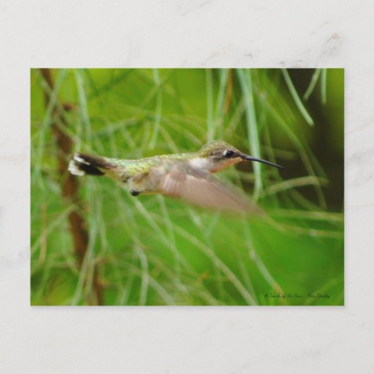 ハミングバード ポストカード (正面)