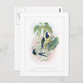 ハミングバード ポストカード (正面/裏面)