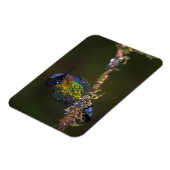 ハミングバード マグネット (左側)