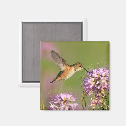 ハミングバード マグネット (正面/裏面)