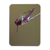 ハミングバード マグネット (縦)