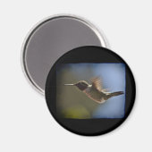 ハミングバード マグネット (正面/裏面)