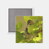 ハミングバード マグネット (正面/裏面)