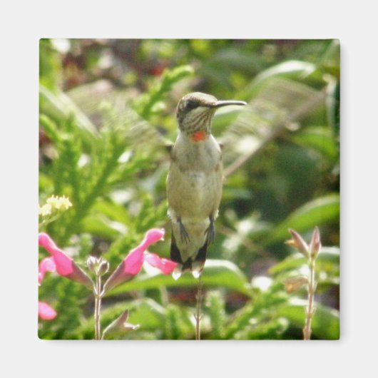 ハミングバード&マラスキーノ マグネット (正面)