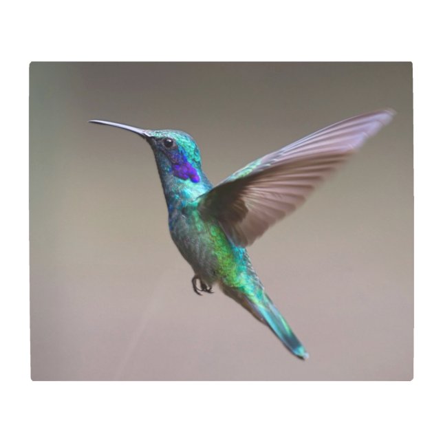 ハミングバード メタルプリント (正面)