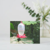 ハミングバード – モンテベルデ、コスタリカ ポストカード (スタンド正面)