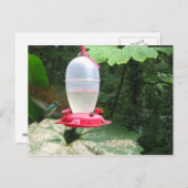 ハミングバード – モンテベルデ、コスタリカ ポストカード (正面/裏面)