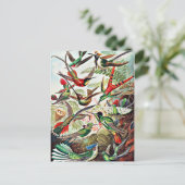 ハミングバード、ヴィンテージイラストレーション ポストカード (スタンド正面)