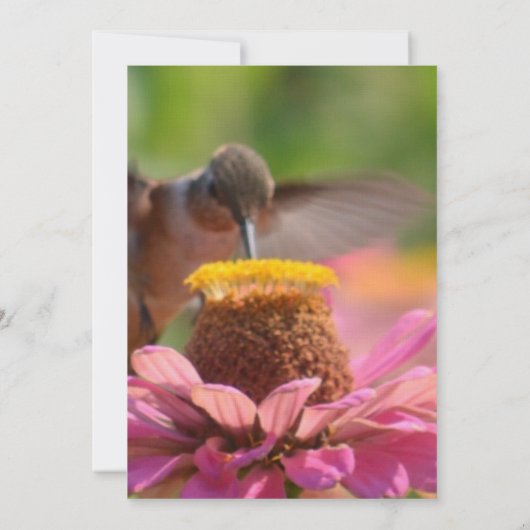 ハミングバード《植物》百日草フラワーロマン結婚ティーズ 招待状 (裏面)