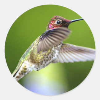 ハミングバード(5) ラウンドシール