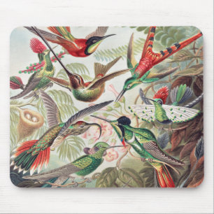 ハミングバード, Trochilidae Kolibris著Ernst Haeckel マウスパッド