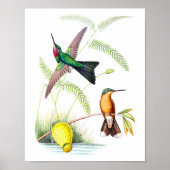 ハミングバードNo.5アンティーク自然史プリント。 ポスター (正面)