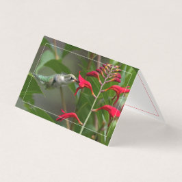 ハミングバ食べ物を与えードアットレッドクロコシア