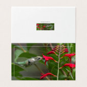 ハミングバ食べ物を与えードアットレッドクロコシア (外部フラット)