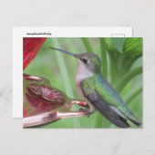 ハミングバ食べ物を与えードハガキ ポストカード (正面/裏面)