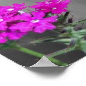 ハミング澄んバード蛾 ポスター (角)