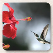 ハミング鳥と赤い花 コースター (正面)