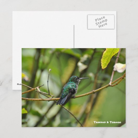 ハミング鳥 ポストカード (正面/裏面)