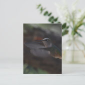 ハミング鳥 ポストカード (スタンド正面)