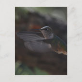 ハミング鳥 ポストカード (正面)
