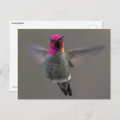 ハミ飛んでいるドリ ポストカード (正面/裏面)