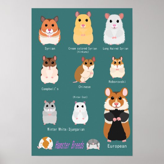 ハムスターの種類一覧 ポスター (正面)