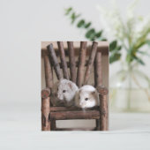 ハムスターズはがき ポストカード (スタンド正面)