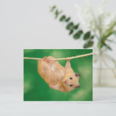 ハムスター間抜け ポストカード (スタンド正面)