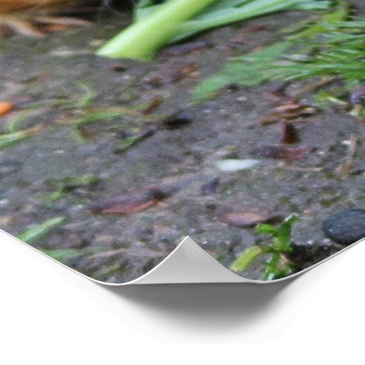 ハムスター ポスター (角)