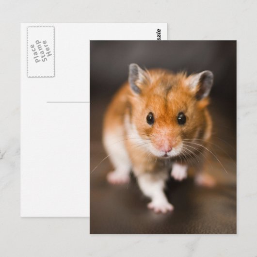 ハムスター ポストカード (正面/裏面)