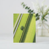 ハムトンのヘッジ ポストカード (スタンド正面)