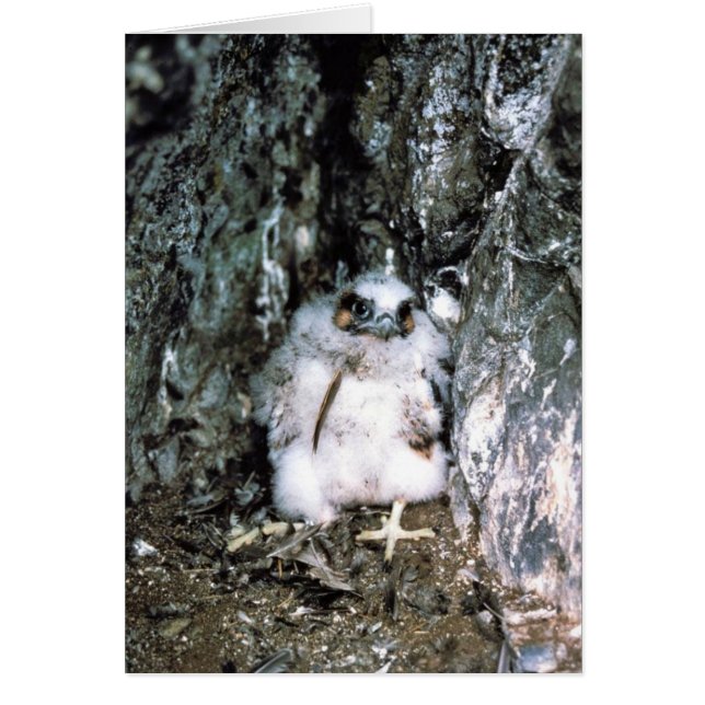 ハヤブサのひよこ (正面)