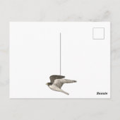 ハヤブサの色鉛筆 誕生日おめでとう ポストカード (裏面)