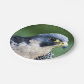 ハヤブサの顔の写真 ペーパープレート (アングル)