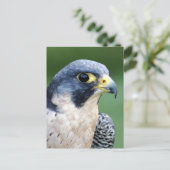 ハヤブサの顔の写真 ポストカード (スタンド正面)