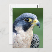 ハヤブサの顔の写真 ポストカード (正面/裏面)