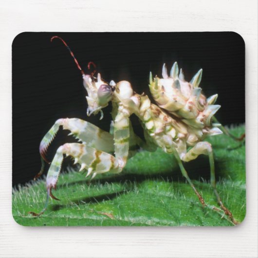 ハラタケカマキリのクローズアップ マウスパッド (正面)