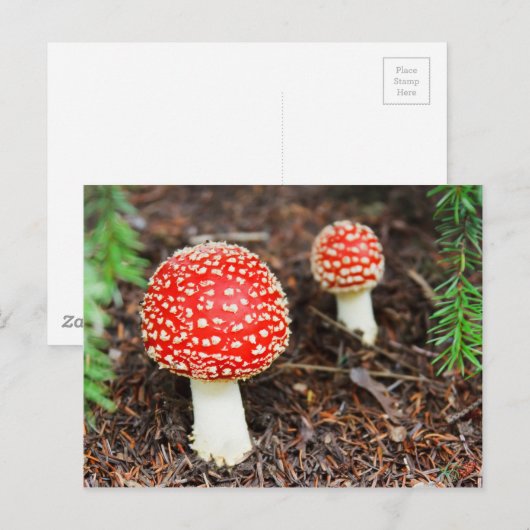 ハラタケ ポストカード (正面/裏面)