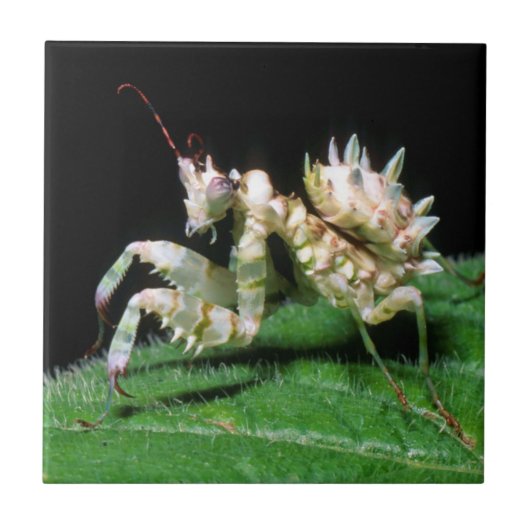 ハラビロカマキリのクローズアップ タイル (正面)