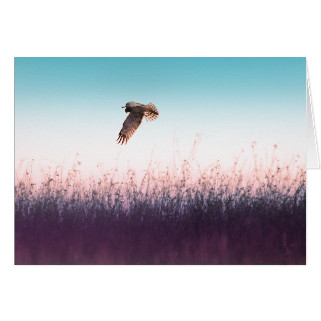 ハリアホーク (正面横)