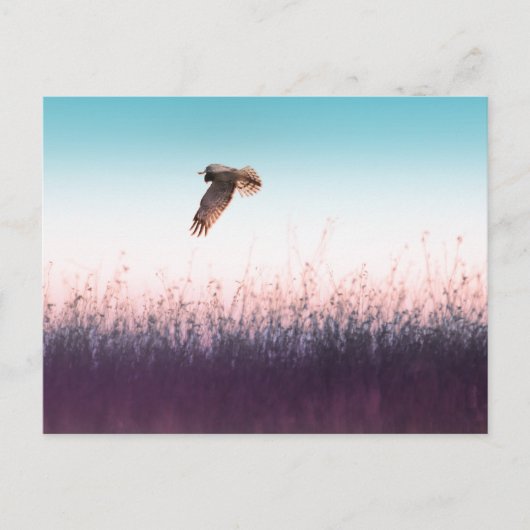 ハリアホーク ポストカード (正面)