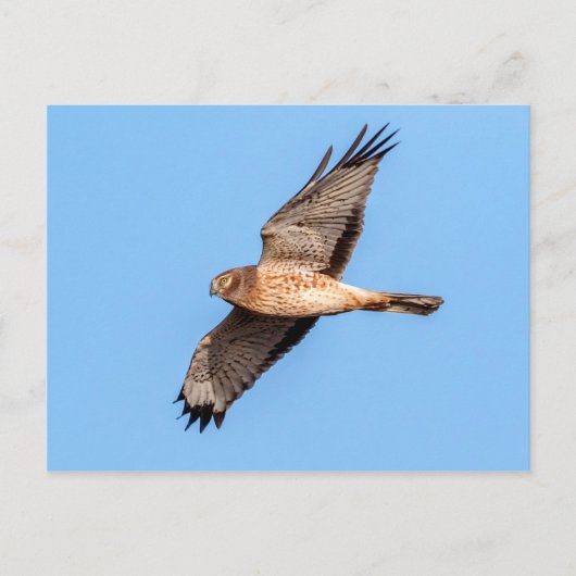 ハリアー(Northern Harrier)が飛ぶ様子 ポストカード (正面)