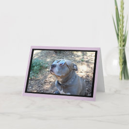 ハリウッドピットブルバレンタインデーカード シーズンカード