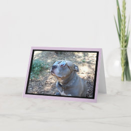 ハリウッドピットブルバレンタインデーカード シーズンカード